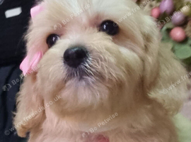 Cavapoochon