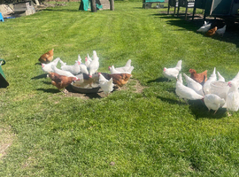 White star females just started laying