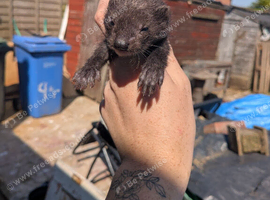 Ferrets for sale