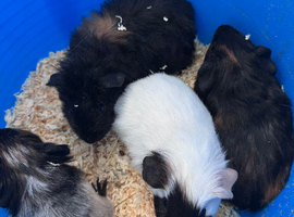 Baby guinea pigs
