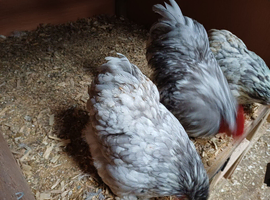 Pekin hatching eggs