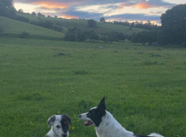 Collie pups