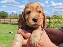 COCKER  SPANIEL PUPPIES    [KC REG]