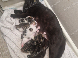 Beautiful kittens ready now!