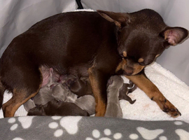 THE LAST LITTLE PRINCE IS LOOKING FOR HIS FOREVER HOME!
