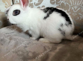 Mini lop/ French lop