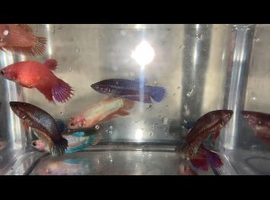 Female Siamese fighter fish
