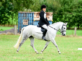 13.1hh Grey Connemara x TB mare, 7 years old.