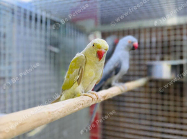Ring neck parrot