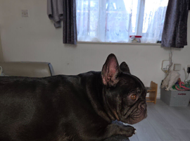 French bulldog for sale
