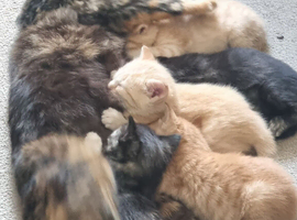 5 Little babies