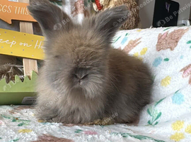Angora baby&rsquo;s