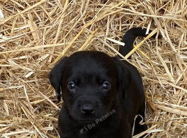 Cockerdor / Cockador Puppies