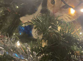 12 month old kitten