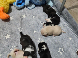 Pink panda and black pug puppies for sale