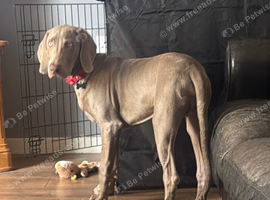 Beautiful Weimaraner 5 months old