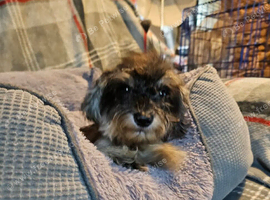 Schnoodles puppies