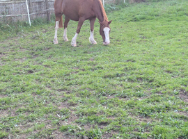Good home needed for Ceri, change of circumstances, for sale through no fault of her own.