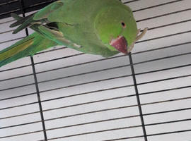 Female Ringneck