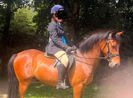 Connemara X gelding 13.2