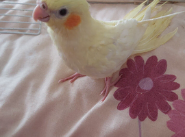 Tame baby cocktiel