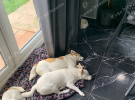 Jack Russell Dogs for sale