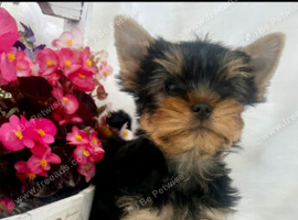 Mini mini Yorkshire Terrier pups