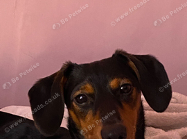 6 months minuture dachshund called woody
