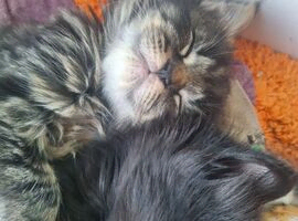 beautiful fluffy kitten