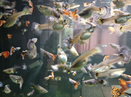 Adult guppies for sale