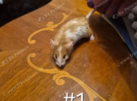 4 Cute Femal Baby Fancy Mice