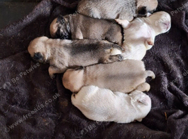 Pug puppies for sale