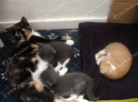 Three Lovely Female Kittens | Two Grey & One Ginger | Bristo