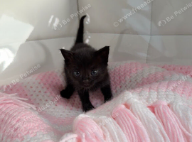 Kittens looking for their forever home