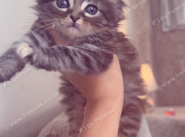 Beautiful 3/4 Maine coon kittens