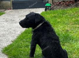 Patterjack puppies