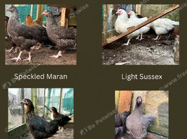 Guaranteed female chickens