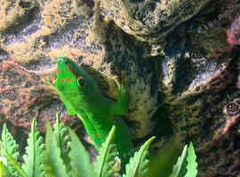 Stunning 9 month day gecko and exoterra