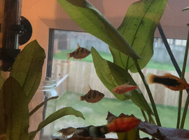 Platy & Snakeskin barbs
