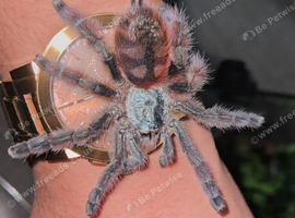 Lots of tarantulas for sale + scorpions and isopods. Message for more details