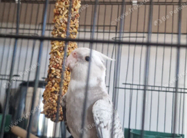 Cockatiel
