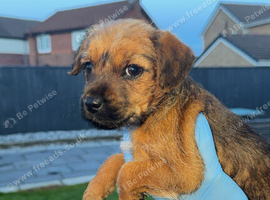 Border pups