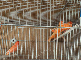 Finches to parrots