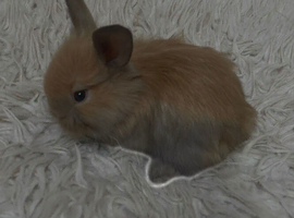 Baby lionhead bunnies