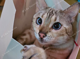 Urgent - Stunning Snow Bengal Looking for Her Forever Home