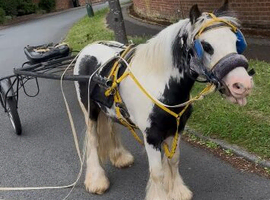 11/12 hand 2 year old cob for sale