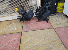 Indian Fantails