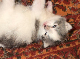 2 beautiful (Norwegian forest cat mix) kittens