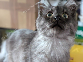 Beautiful Ragdoll x Maine Coon Girl Kitten