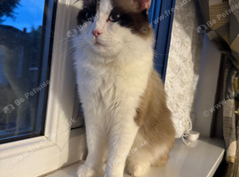 Ragdoll